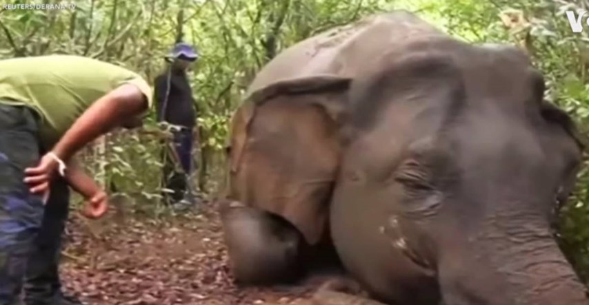 VIDEO U Šri Lanci nađeno sedam mrtvih slonova, izgleda da su otrovani
